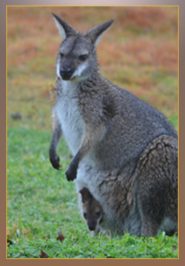 Wirritin wallaby