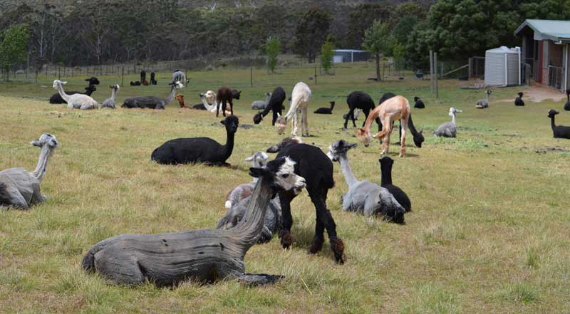 After shearing