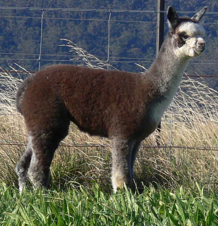 Dark grey alpaca