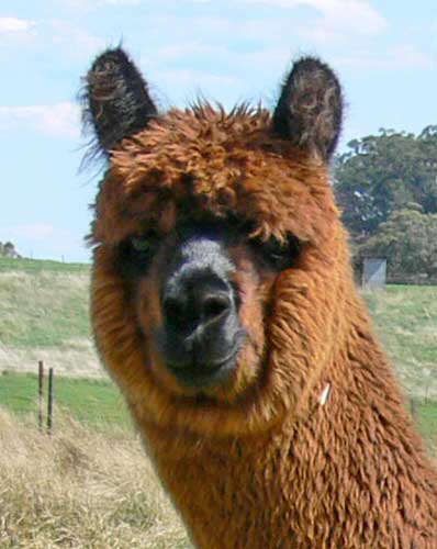 Brown alpaca