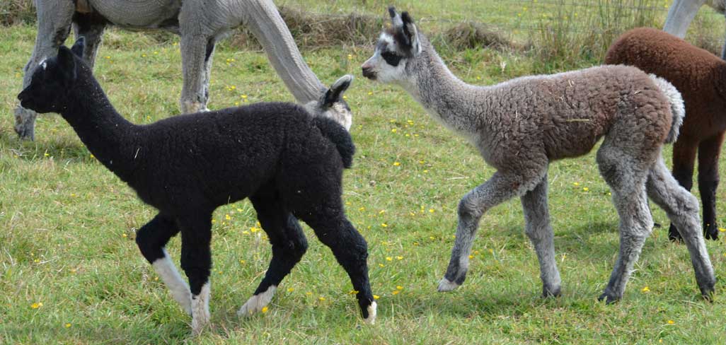 Paquita and Yasha