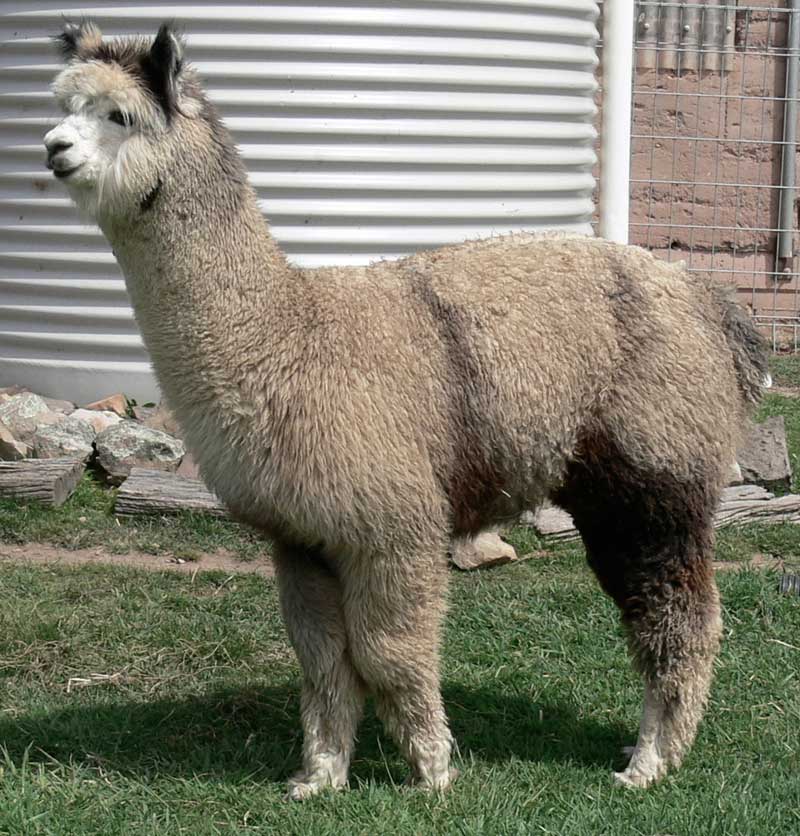 Grey alpaca