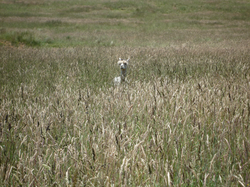 Platinum in meadow